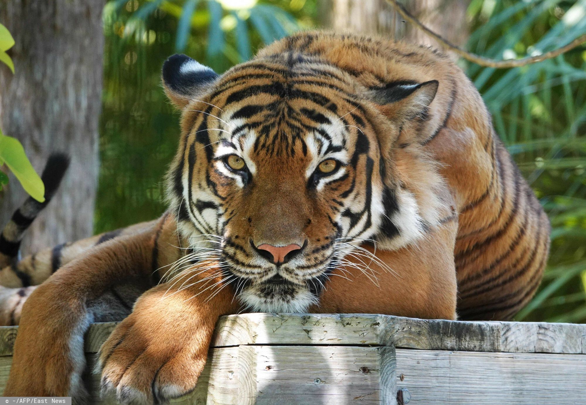 TemporaryThis undated image courtesy of the Naples Zoo at Caribbean Gardens in Naples, Florida, and released Dcember 30, 2021, shows Eko, the zoo's Malayan tiger. - Eko was shot dead at the Florida zoo after biting a cleaner who had put his arm through the fencing of its enclosure, law enforcement and local media said. The cleaner at the Naples Zoo was "was either petting or feeding" the eight-year-old  tiger, "both of which are unauthorized and dangerous activities," the Collier County sheriff's office said in a statement on Facebook late on December 29. (Photo by Naples Zoo at Caribbean Gardens / AFP) / RESTRICTED TO EDITORIAL USE - MANDATORY CREDIT "AFP PHOTO / Courtesy of the Naples Zoo at Caribbean Gardens" - NO MARKETING - NO ADVERTISING CAMPAIGNS - DISTRIBUTED AS A SERVICE TO CLIENTS-