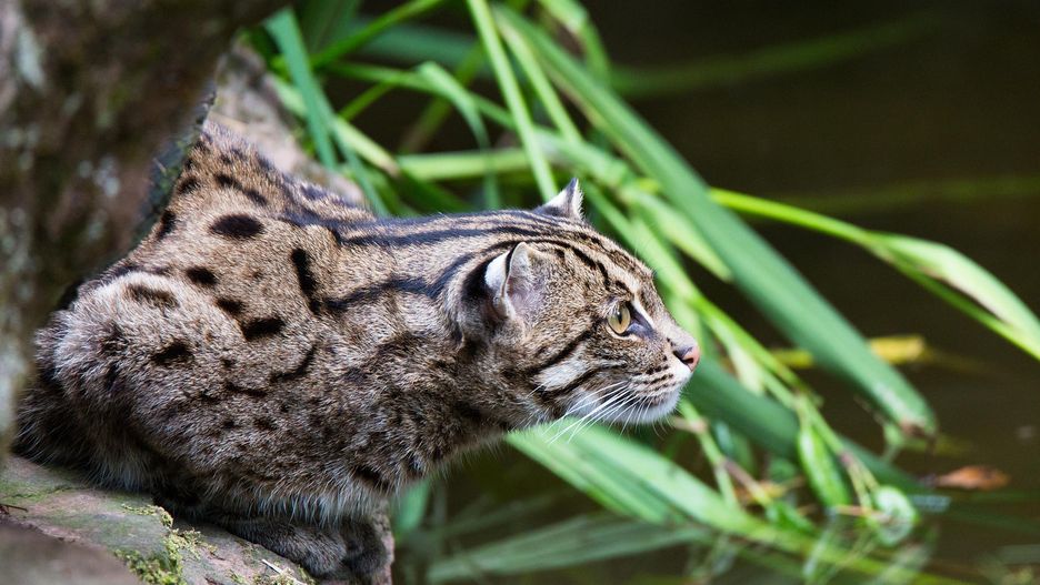 Taraje, czyli kotki cętkowane, żyją w pobliżu zbiorników wodnych