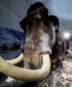 Naukowcy chcą wskrzesić mamuty. Pierwszy okaz możliwy już za kilka lat