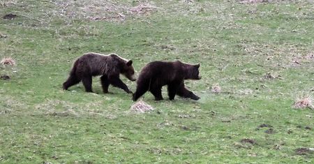 Podtatrzańskie pasieki w ruinie. Niedźwiedzie silniejsze niż elektryczne pastuchy