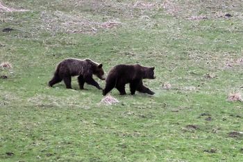 Podtatrzańskie pasieki w ruinie. Niedźwiedzie silniejsze niż elektryczne pastuchy