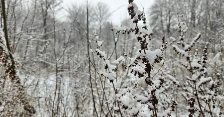 Prognoza pogody: Przymrozek i opady śniegu w nocy z czwartku na piątek, rano deszcz ze śniegiem, a później deszcz