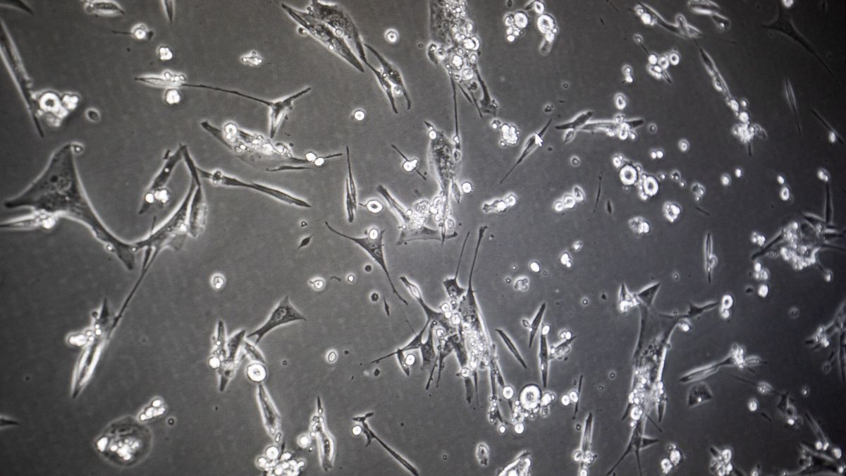 hodowla komórkowa wirusa