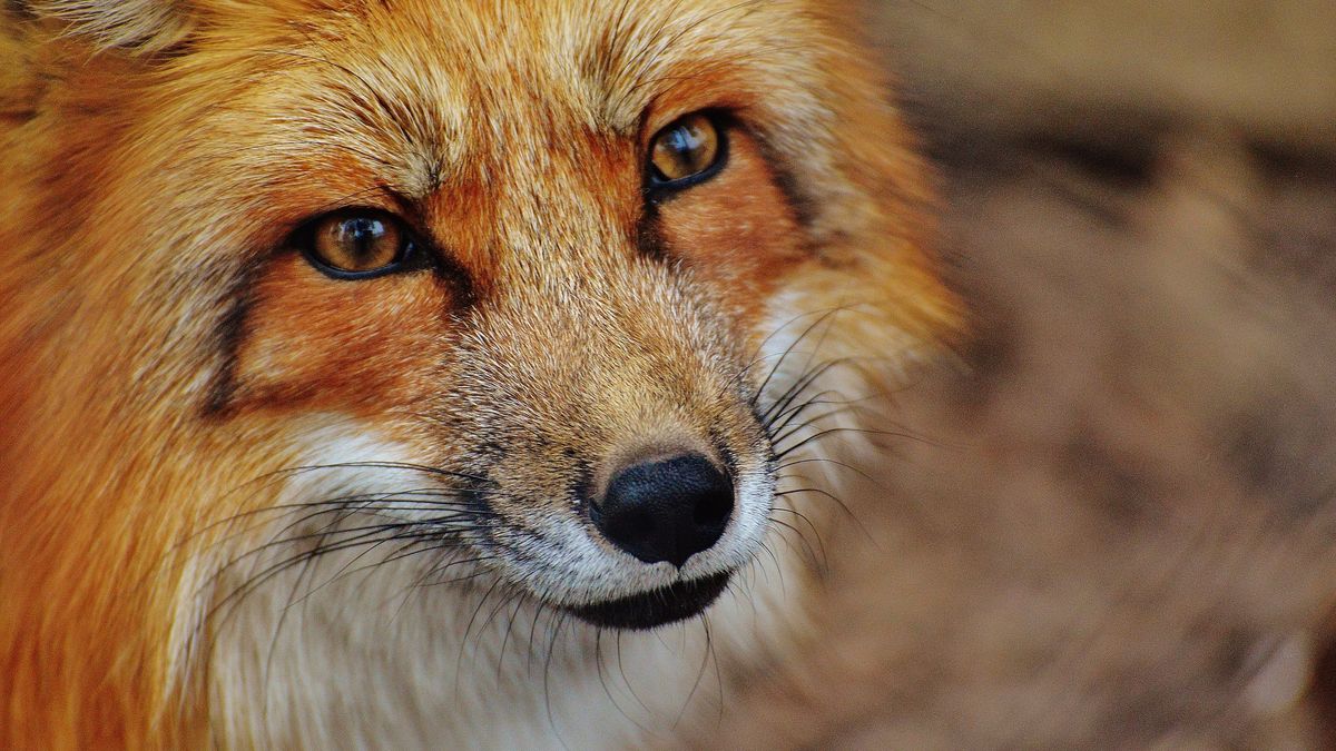 Firefox 63 już wydany