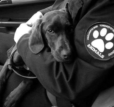 Sylwestrowy Patrol Animalsów ruszy na pomoczwierzętom, dla których ta noc jest koszmarem