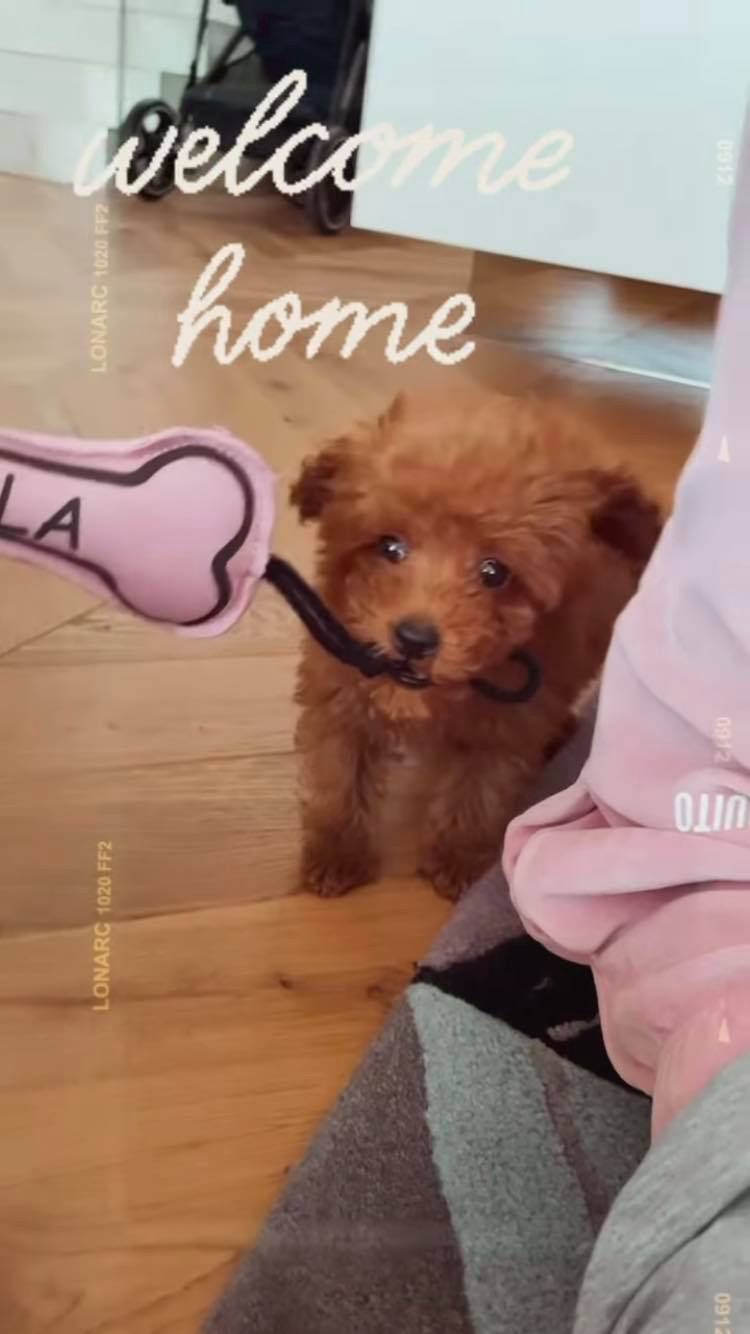 Nowy piesek Marina - Nala