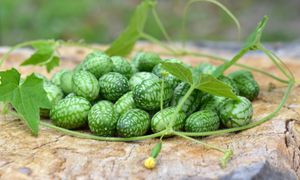 Miniaturowy arbuz na balkonie? Ogórek meksykański zdobywa coraz większą popularność