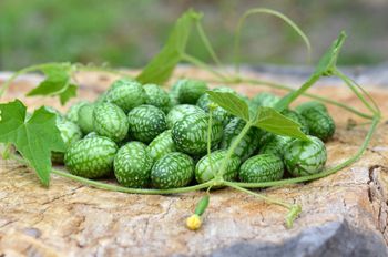 Przypomina niewielkiego arbuza. Ogórek meksykański podbija polskie ogrody