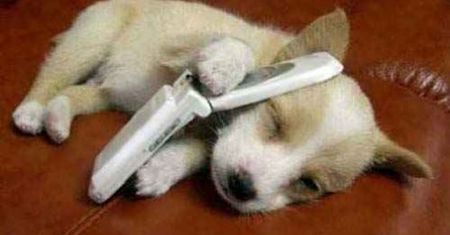 Twój pies naładuje telefon komórkowy (wideo)
