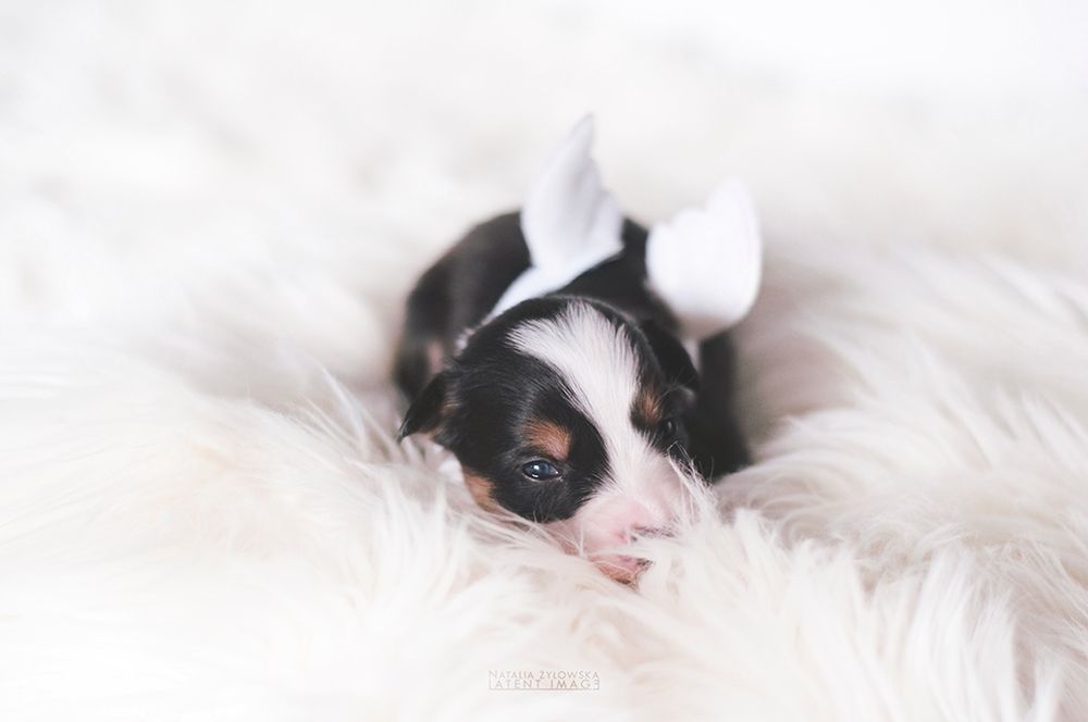 Po zakończeniu licytacji fotografka dowiedziała się że będzie fotografowała dwutygodniowy miot border collie. Wiedziała, że będzie fajnie, gdyby pokazała na zdjęciach coś nowego i coś, czego sama jeszcze nie widziała. Rozpoczęły się szukania gadżetów i pomysłów.