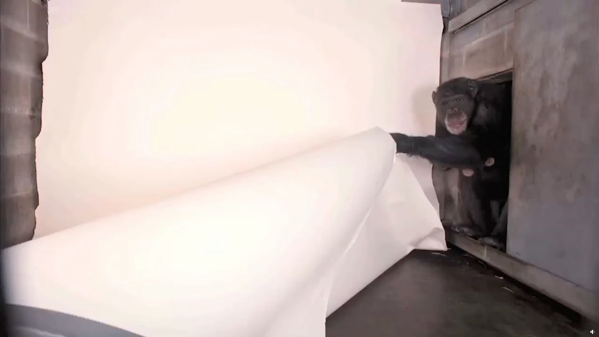 Szympans zniszczył plan zdjęciowy. Zajęło mu to kilka sekund 1