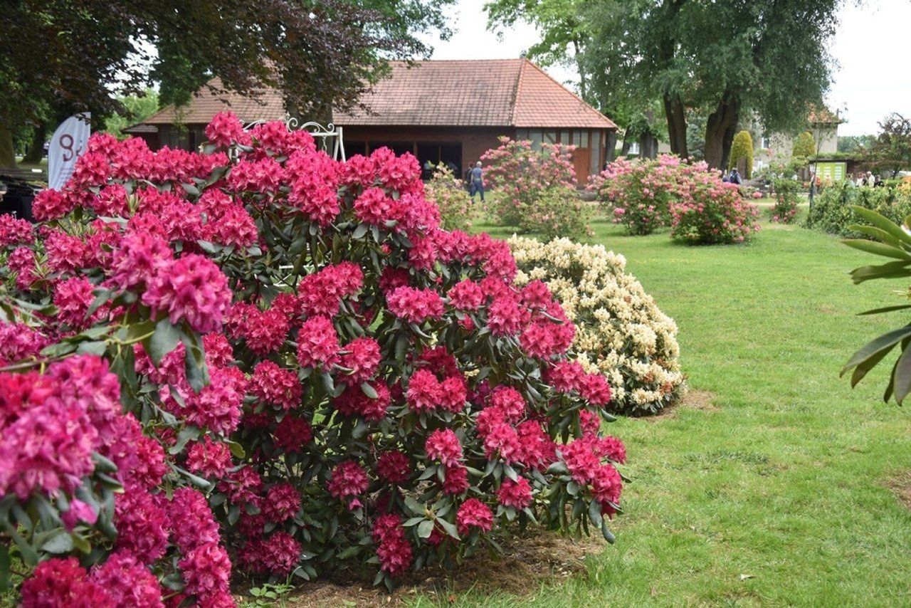 Dalkowski park zakwitł azaliami i rododendronami