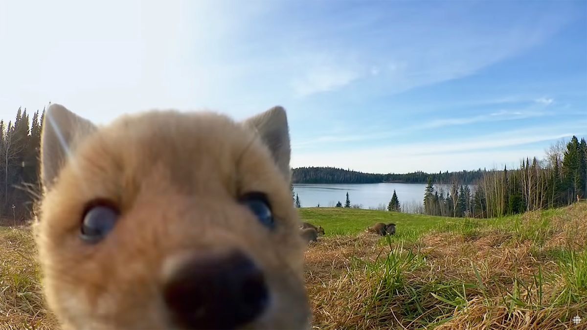 Zwierzęta odkryły, że są nagrywane. Rezultat jest przeuroczy 1
