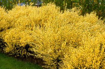 Przypomina forsycję i bujnie kwitnie. Żarnowiec miotlasty jest piękną ozdobą ogrodów