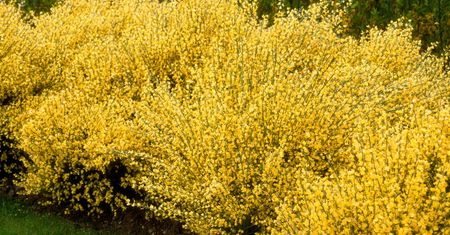 Przypomina forsycję i bujnie kwitnie. Żarnowiec miotlasty jest piękną ozdobą ogrodów