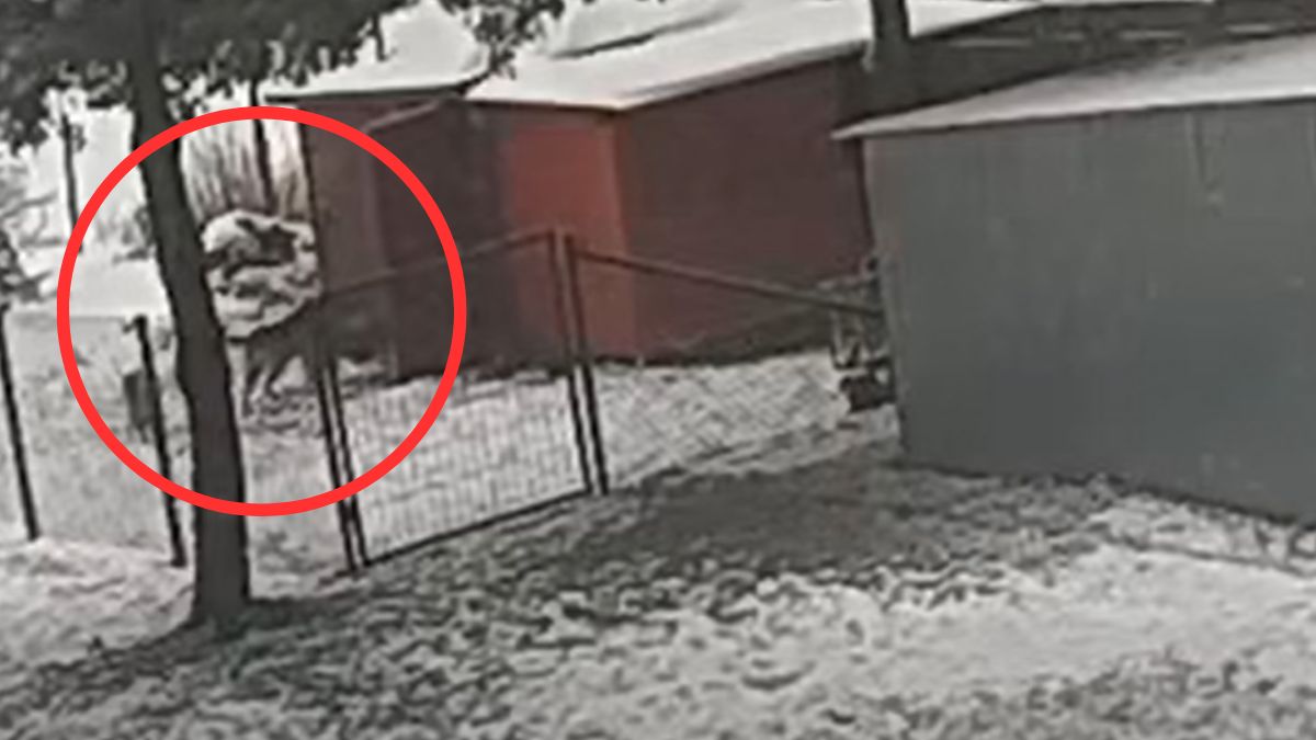 Psy bestialsko zaatakowały alpaki.