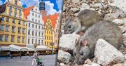 Walczą z plagą szczurów. To może być początek problemów. "Rynek zacznie się ruszać"