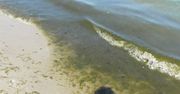 Sinice w Bałtyku. Woda na miejskiej plaży w Gdyni zrobiła się zielona