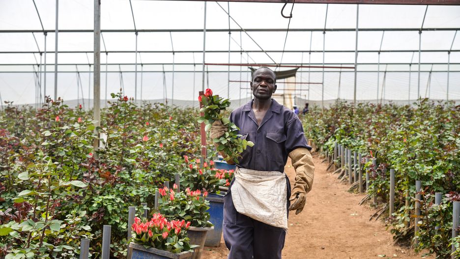 NAKURU, KENYA - 2023/02/06: A worker walks while holding cut roses at a greenhouse in Njoro. Kenya is among the top producers of cut flowers in the world, exporting 70 percent of its harvest to Europe. (Photo by James Wakibia/SOPA Images/LightRocket via Getty Images)