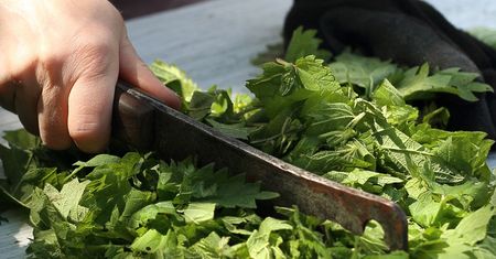 W Polsce jest uważana za chwast. Zaparz garść liści jak herbatę, a kilogramy zaczną lecieć jak szalone