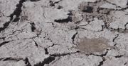 Lekarstwo na suszę. Rewolucyjne wyniki badań