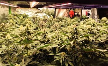 Kraków: 42-latek w piwnicy miał hodowlę konopi