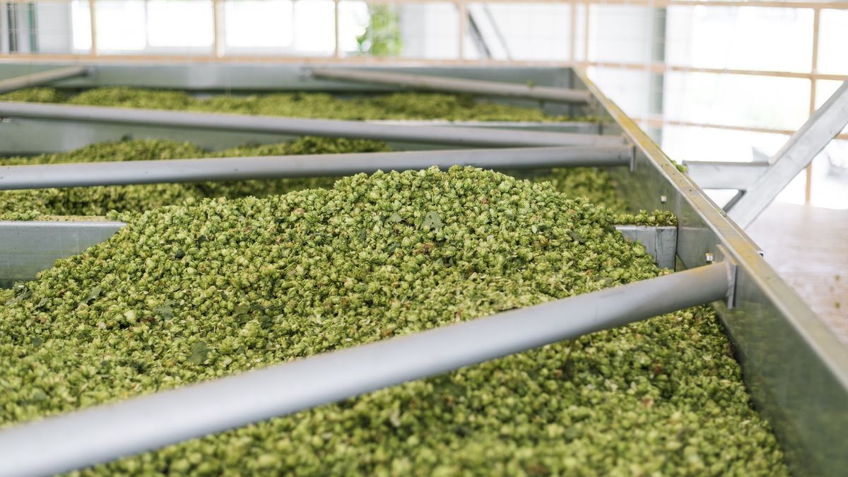 Hops Industry
Drying hops in a hops factory
Ales-A