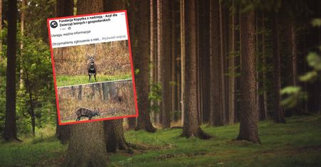 Afrykańskie zwierzę w polskich lasach. Uciekło z zoo i sieje panikę