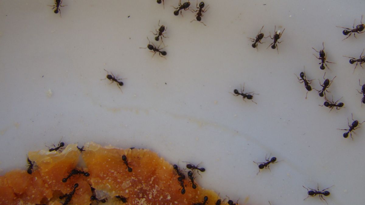Jak pozbyć się mrówek z domu?