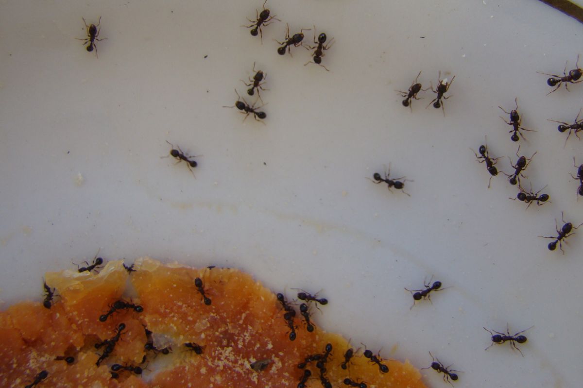 Ants invade your kitchen: Natural strategies to combat pests