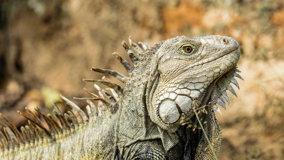 Iguana. Zdjęcie ilustracyjne 