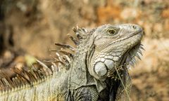 Trzymał ją w domu. Sąd we Włoszech srogo ukarał właściciela