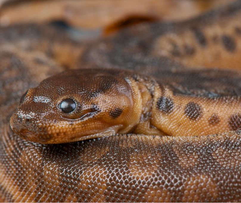 Targi terrorystyczne 