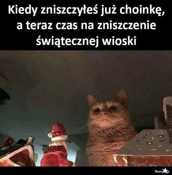 Dziś Dzień Kota. Oto memy z tej okazji 