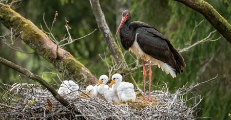 Leśnicy znaleźli plastik w gniazdach bocianów czarnych. Zatrważające statystyki