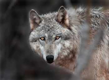 Atak wilków w lesie. Policja potwierdza. Ranny mężczyzna