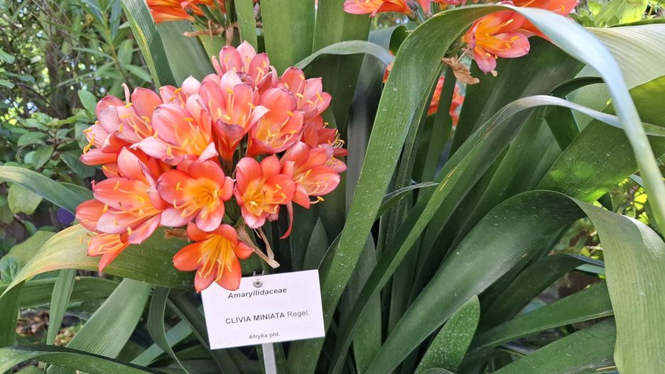 Kliwia pomarańczowa