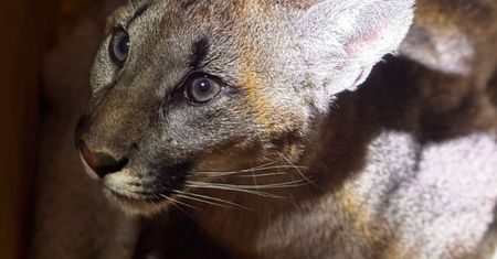 Puma została schwytana. Znamy kulisy akcji