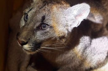 Puma została schwytana. Znamy kulisy akcji