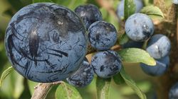 Prosta zmiana w diecie, która może poprawić zdrowie. Wystarczy już jedna porcja