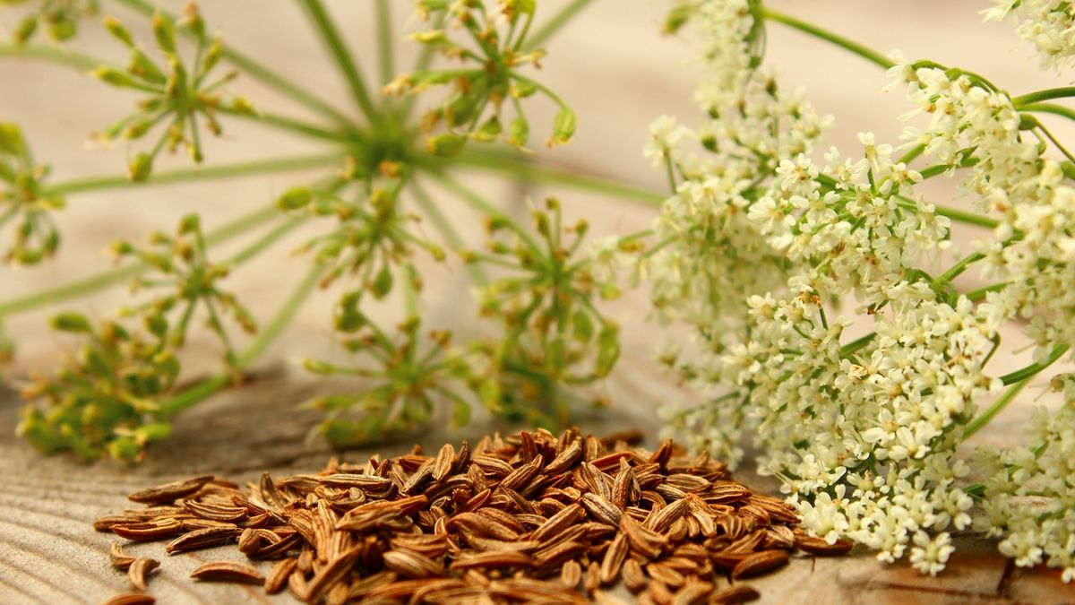 Kminek zwyczajny kwitnie w maju lub czerwcu