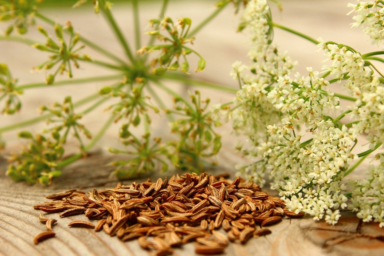 Kminek zwyczajny – zastosowanie, właściwości