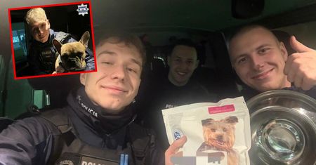Porzucony buldog na mrozie. Policja znalazła go przywiązanym do drzewa