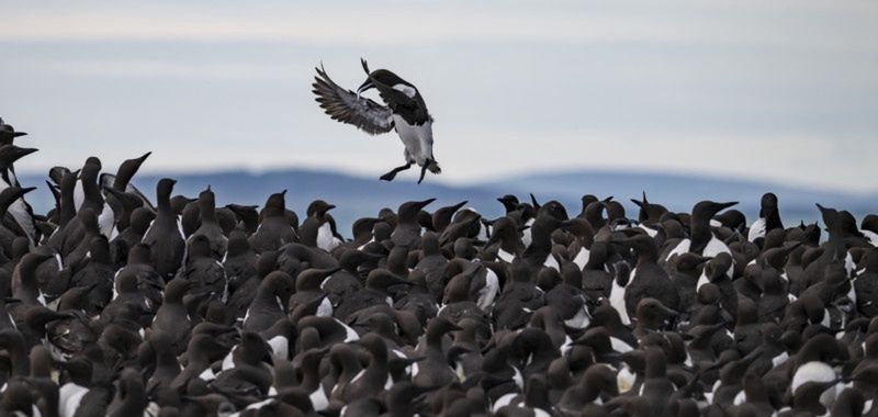 "Tombstoning Guillemot"