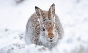 Zostawił króliki na pewną śmierć. Mężczyzna w rękach policji