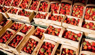 Zaczął się sezon na polskie truskawki