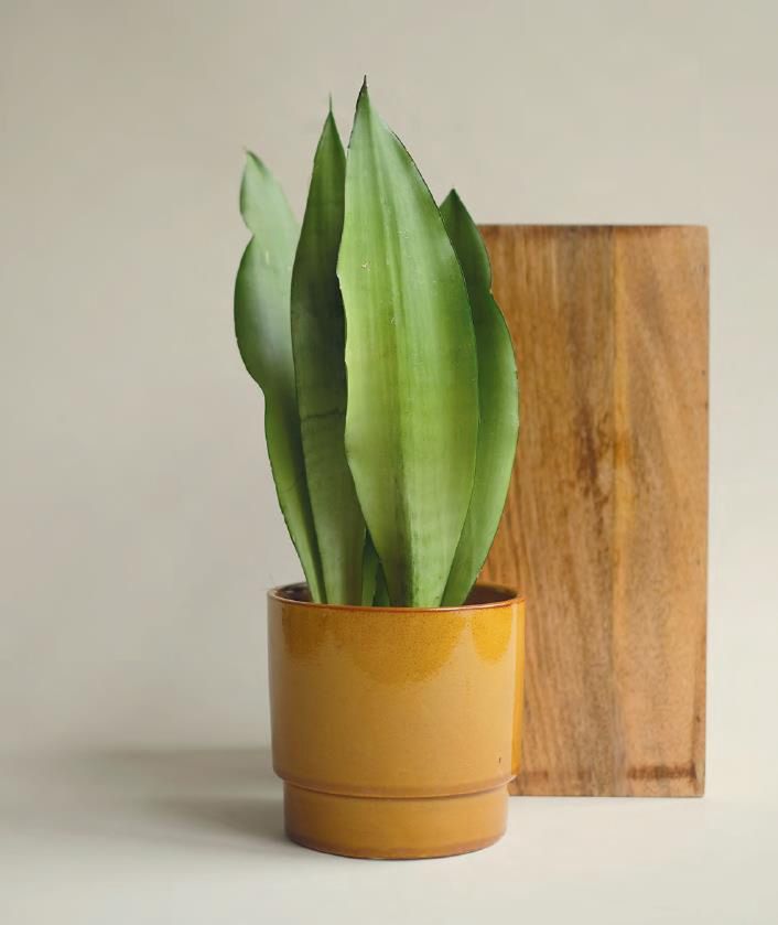 Sansweria Moonshine 