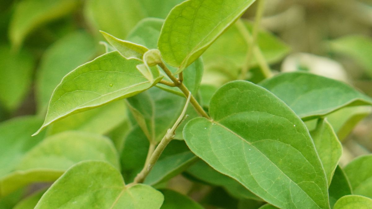 Najcenniejszą częścią rośliny są właśnie liście, z których produkuje się susz do zaparzania
