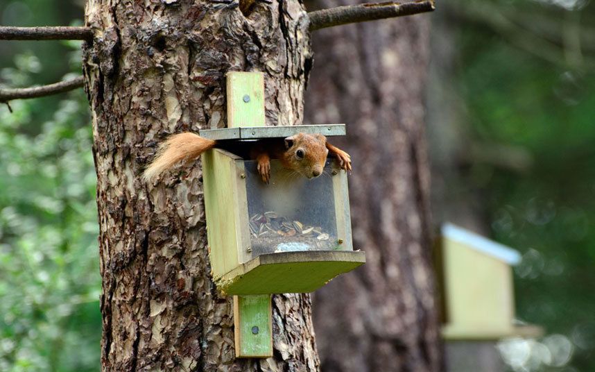 Konkurs Comedy Wildlife Photography Awards - fotografia dzikich zwierząt na wesoło 11