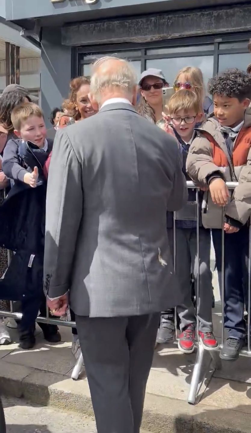 Król Karol z białą smugą 